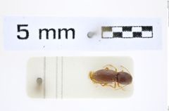 Foto (Dorsalansicht) von Coptostethus hierrensis (Franz, 1980) (NHMW-ZOO-COL-0008288)